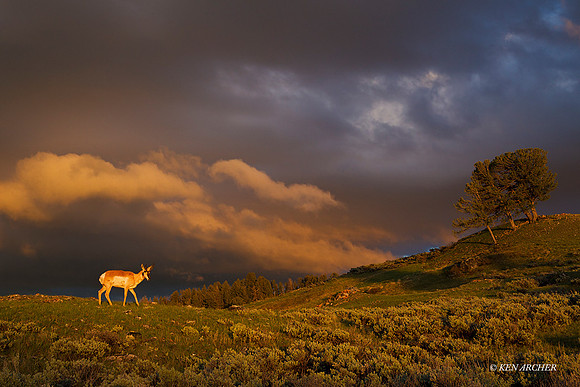 PASP00067 - Pronghorn Antelope