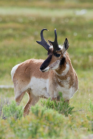 PASP00312 - Pronghorn Antelope