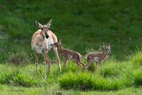 PHAD100057 - Pronghorn Antelope