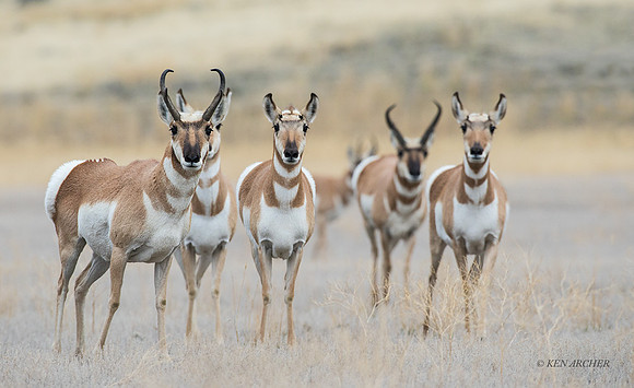 PHAE01644 - Pronghorn Antelope