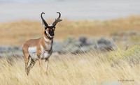 PHAE02403 - Pronghorn Antelope