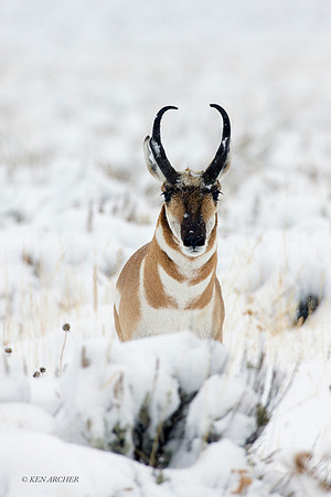 PHAE00908 - Pronghorn Antelope