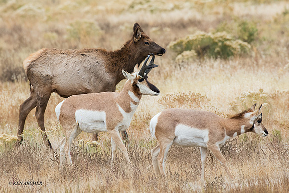 PHAE01837 - Pronghorn Antelope
