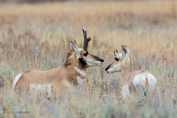 PHAE01796 - Pronghorn Antelope