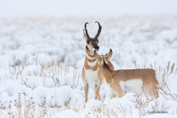 PHAE01013 - Pronghorn Antelope