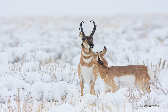 PHAE01013 - Pronghorn Antelope