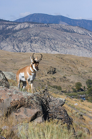 PHAE01126 Pronghorn Antelope