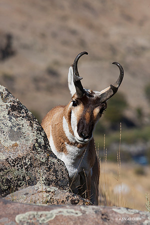 PHAE01103 - Pronghorn Antelope