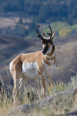 PHAE00891 - Pronghorn Antelope