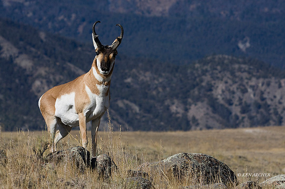 PHAE01051 - Pronghorn Antelope