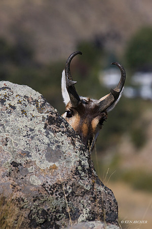 PHAE00627 - Pronghorn Antelope