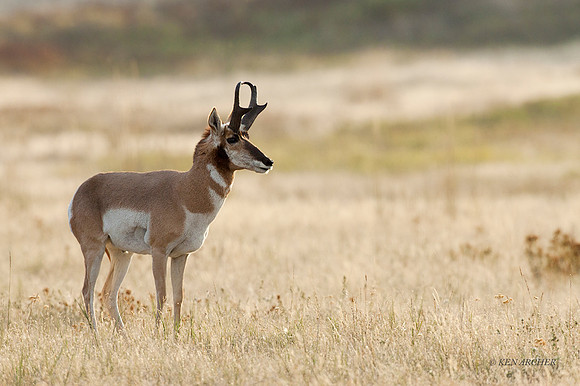 PHAE00692 - Pronghorn Antelope