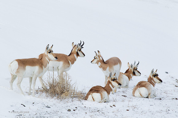PAWR00140 - Pronghorn Antelope