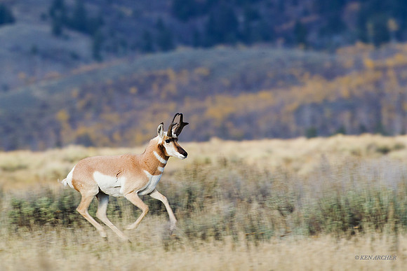 PHAE01438 - Pronghorn Antelope