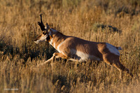 PHAE01571 Pronghorn Antelope