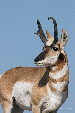 PHAE00800 - Pronghorn Antelope