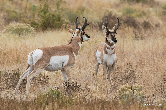 PHAE01873 - Pronghorn Antelope