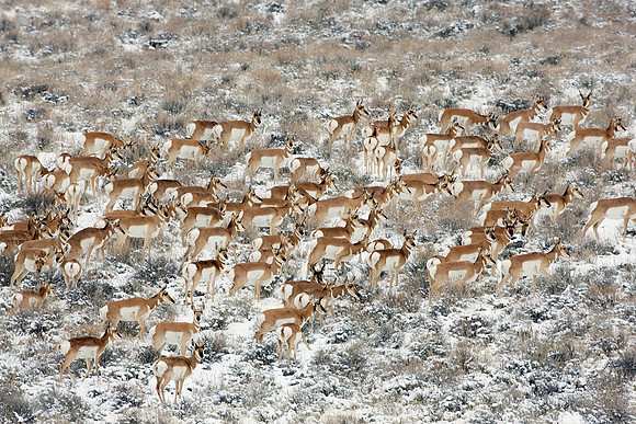PHAE01135-Pronghorn-Antelope