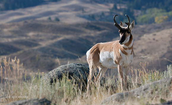 PHAE00883 - Pronghorn Antelope
