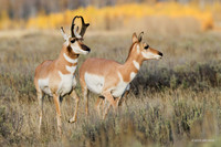 PHAE01449 Pronghorn Antelope