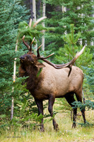 EK00149 - Rocky Mountain Bull Elk
