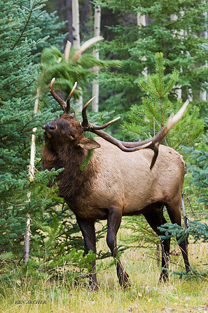 EK00149 - Rocky Mountain Bull Elk