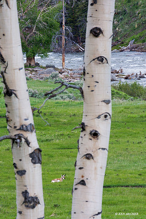 YSNP00464 Yellowstone NP