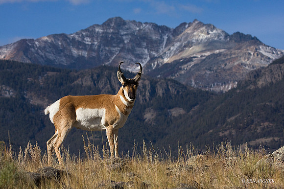 PHAE01032 - Pronghorn Antelope