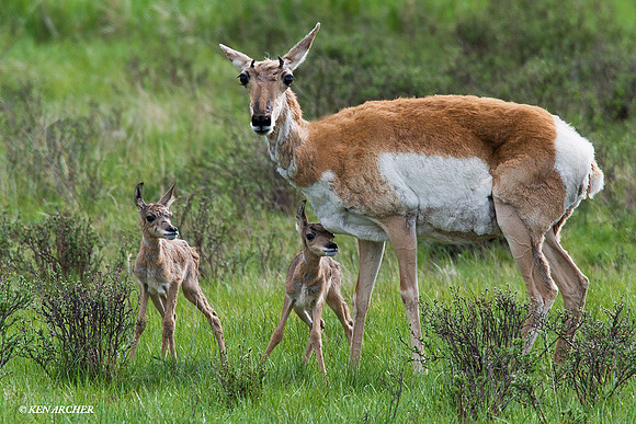 PHAD00106 Pronghorn Antelope