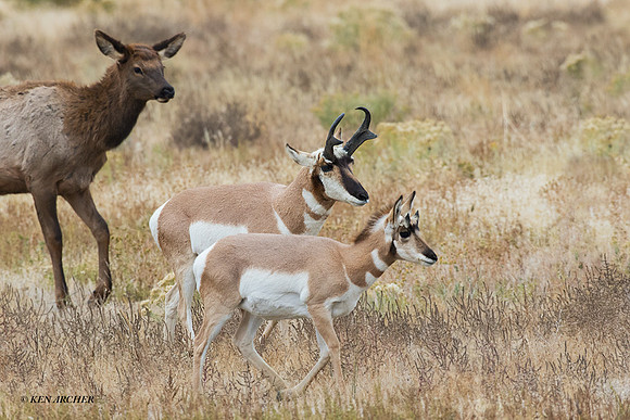 PHAE01834 - Pronghorn Antelope