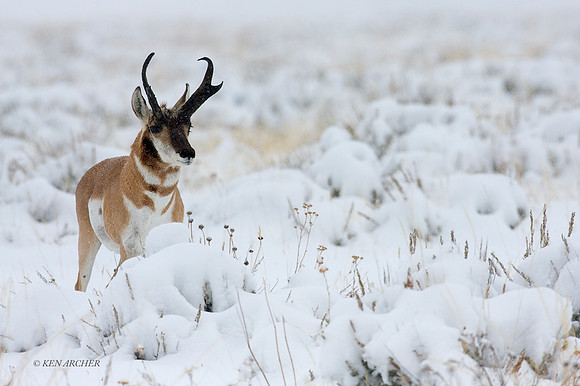 PHAE00985 - Pronghorn Antelope