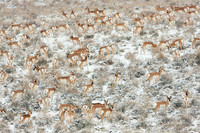 PHAE01142 - Pronghorn Antelope