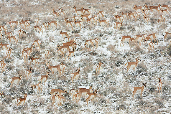 PHAE01142 - Pronghorn Antelope