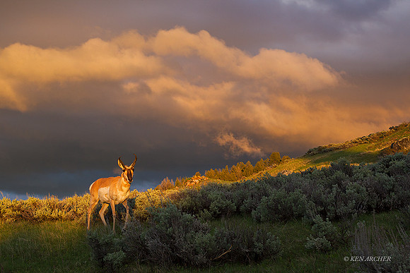 PASP00072 - Pronghorn Antelope
