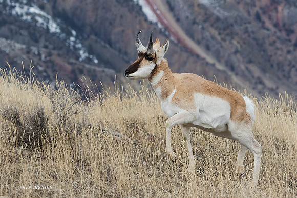 PAWR00187 - Pronghorn Antelope