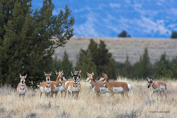 PHAE01143 - Pronghorn Antelope