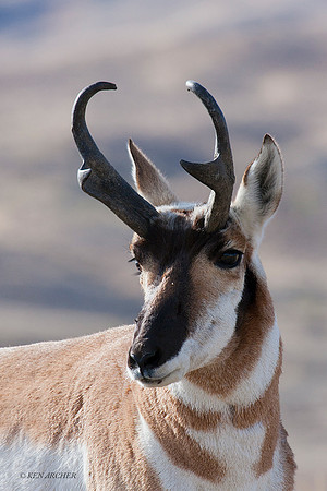 PHAE00898 - Pronghorn Antelope
