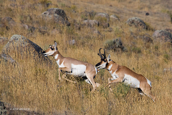 PHAE00844 - Pronghorn Antelope