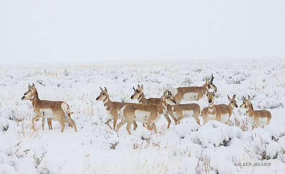 PHAE00943 - Pronghorn Antelope