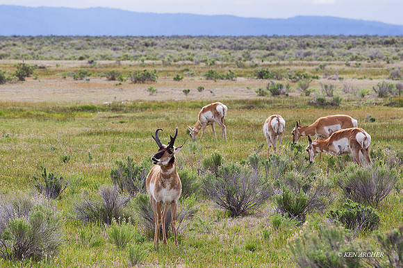PAWR00200 - Pronghorn Antelope