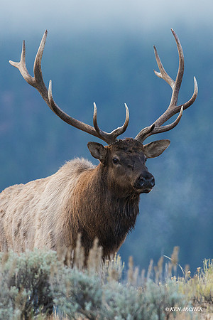 EK08064_Rocky Mountain Elk