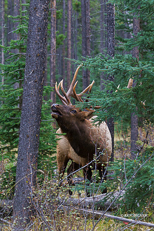 EK06341 - Rocky Mountain Elk