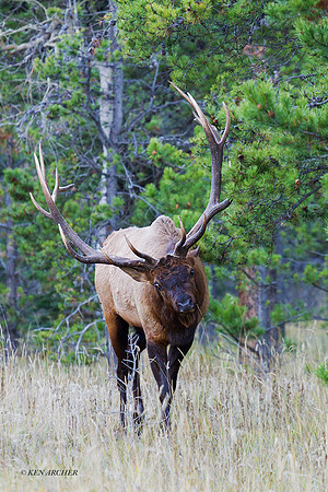 EK06129 - Rocky Mountain Elk