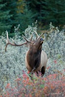 EK02671 - Rocky Mountain Elk