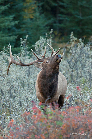 EK02671 - Rocky Mountain Elk