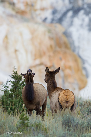EK06875 - Rocky Mountain Elk