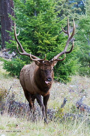 EK06203 - Rocky Mountain Elk