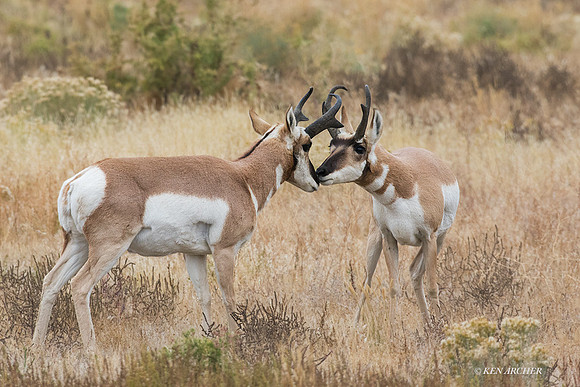 PHAE01860 - Pronghorn Antelope