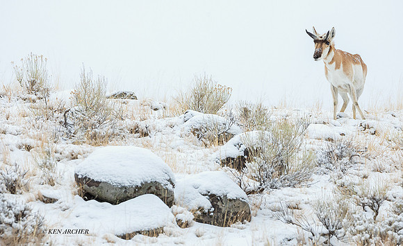 PAWR00236 - Pronghorn Antelope
