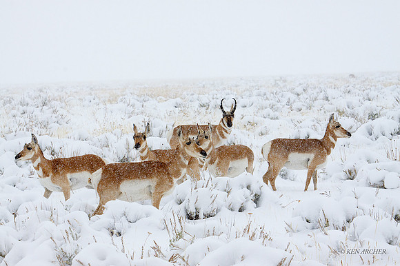 PHAE00955 - Pronghorn Antelope